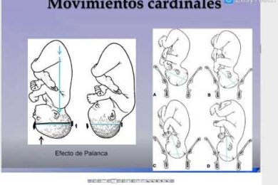 Guía para entender los movimientos cardinales del trabajo de parto
